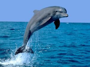 Wandtattoo – Delfin