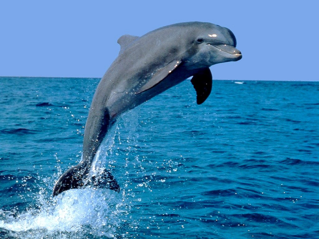 Wandtattoo – Delfin